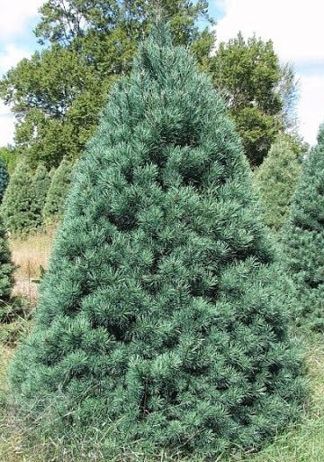 Scotch Pine – Beaches Lions Christmas Trees